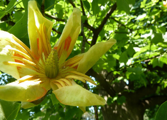 Tulip Tree flower, Prospect Park Brooklyn