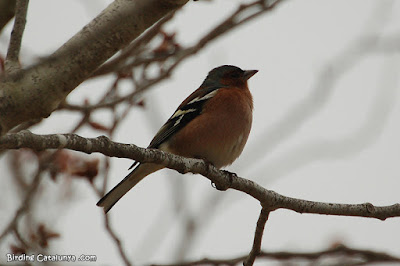 Pinsà comú (Fringilla coelebs)