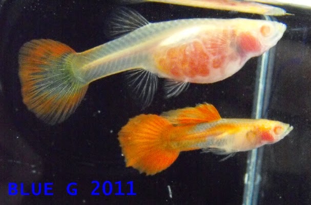LOS GUPPYS IMPORTADO Y SU VARIEDAD LOS GUPPYS IMPORTADO Y SU VARIEDAD