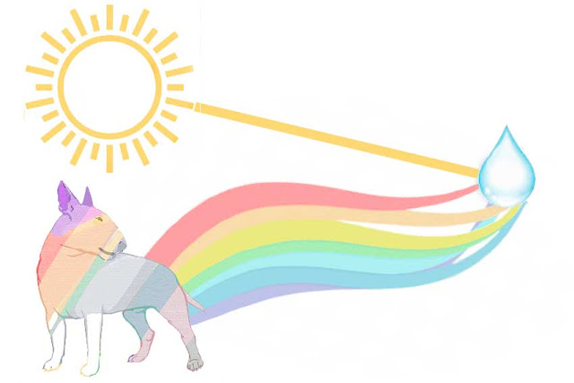 formacion arcoiris perro sonrie en cice el sol reflejado en una gota de lluvia forma el arcoiris