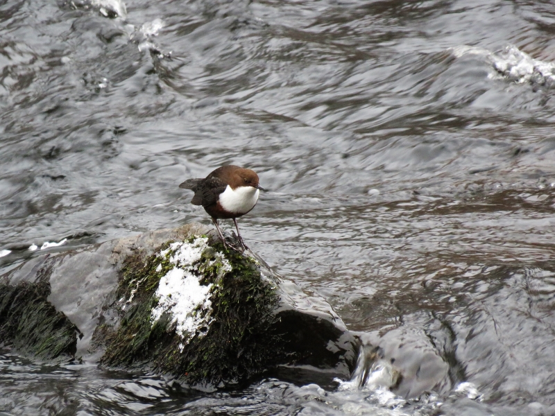 B's Photos Laggan Hill Walk (Crieff, Perthshire, Scotland)