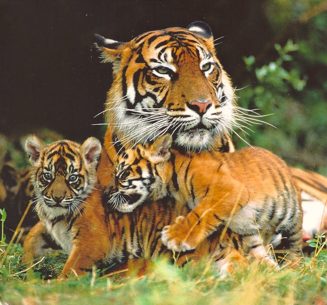 Siberian Tiger | The Life of Animals