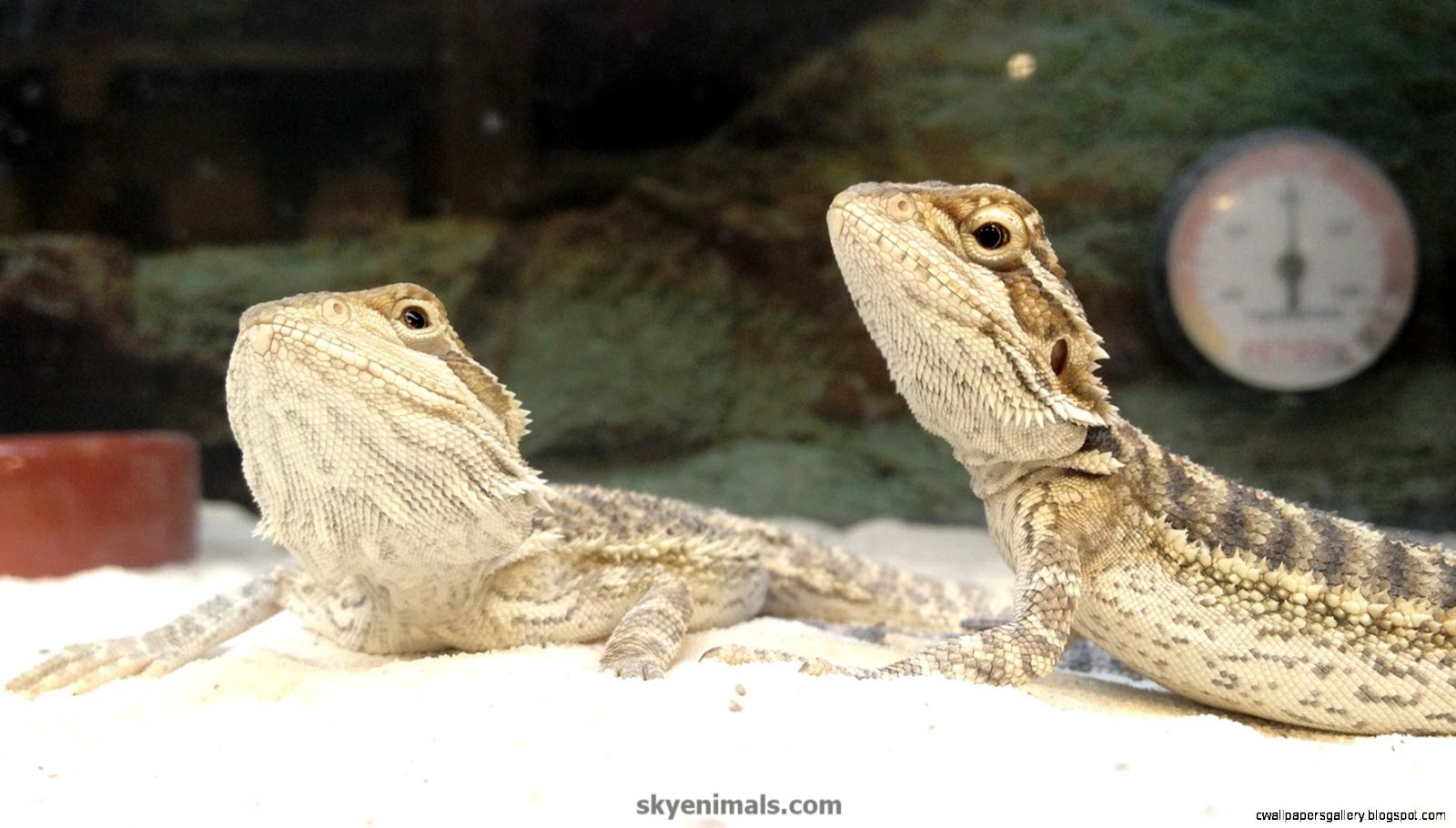 Bearded Dragon And Cat Wallpapers Gallery