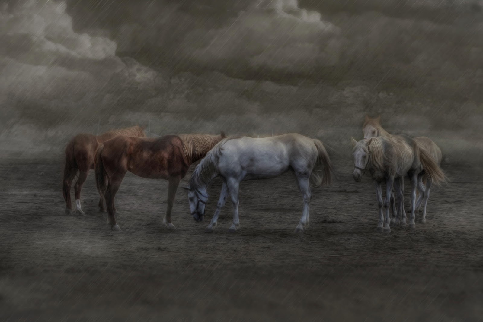 Banco de Imágenes Gratis: 28 fotos de caballos en paisajes fascinantes