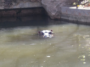 Hippopotamus submerged in the water.