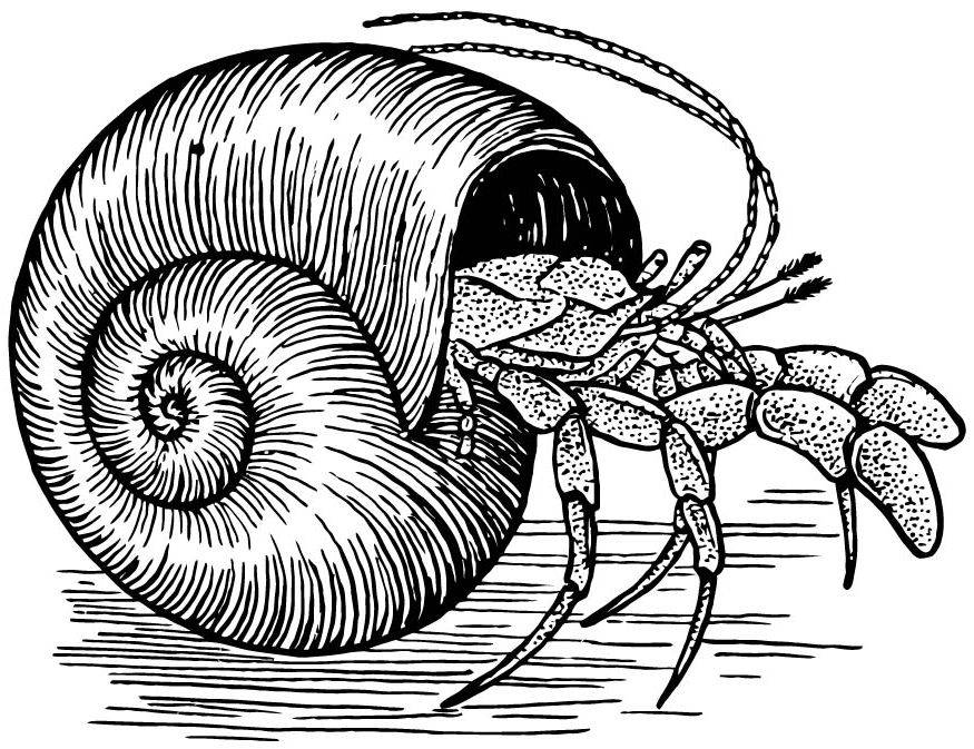 a home for hermit crab coloring pages - photo #18