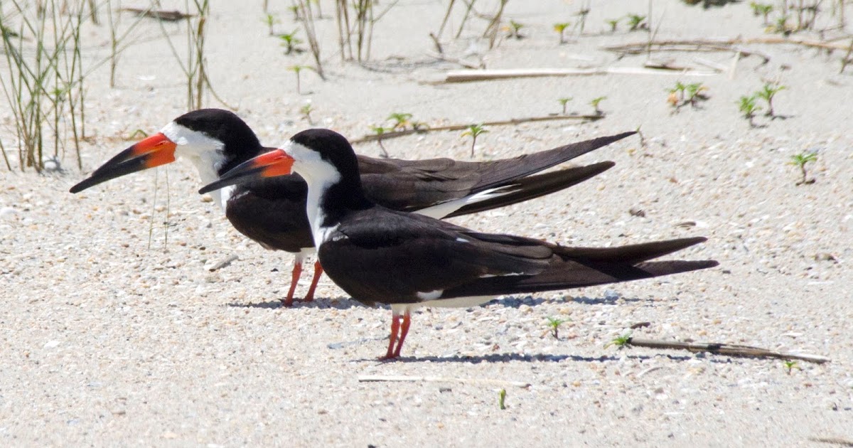 Urban Wildlife Guide Black Skimmers