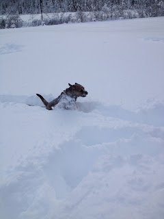 Border Terrier Charly rennt durch Neuschnee
