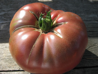 one beefsteak tomato in sunlight