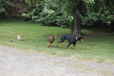 Playing Catch Photo by Trisha Field