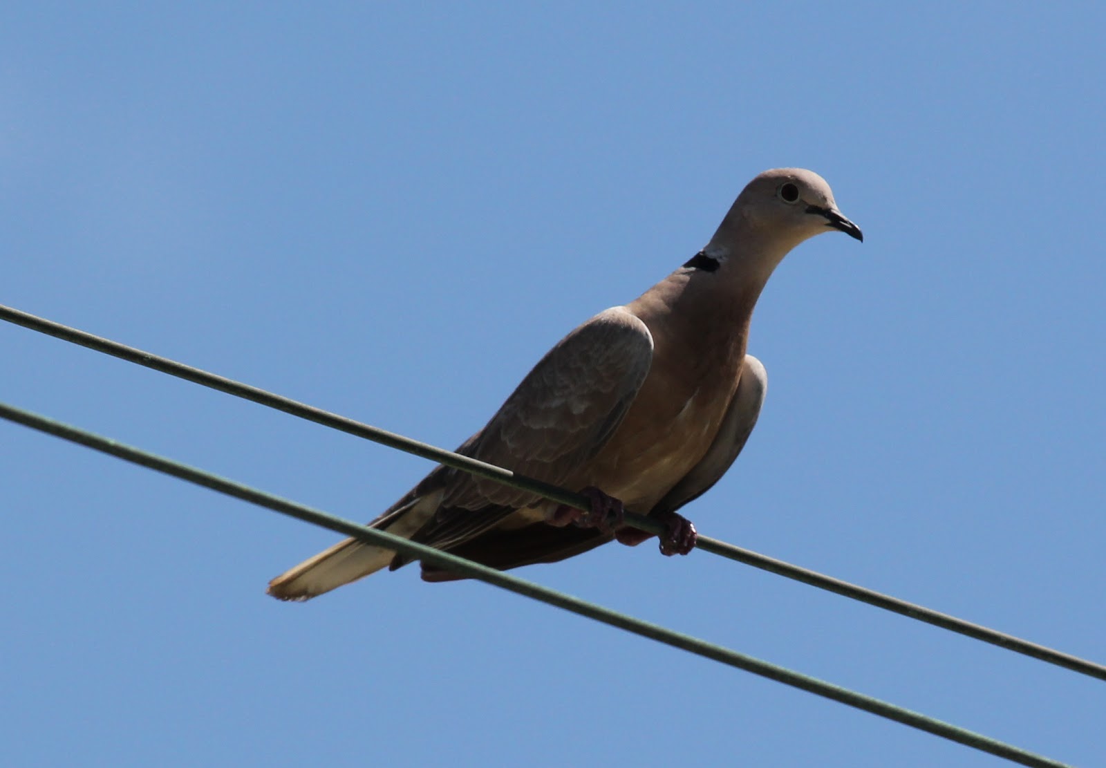One Bird A Day Day 115 African Collared Dove