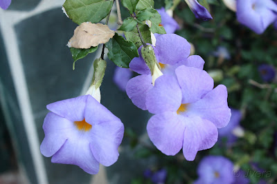 Un jardín en Málaga: junio 2011