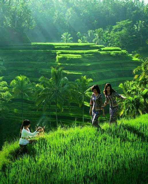 Pemandangan Sawah di Desa Gadis Cantik Melangkah di sela Padi Hijau Pemandangan Sawah di Desa Gadis Cantik Melangkah di sela Padi Hijau