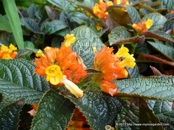 My Tropical Plants Finder Chrysothemis Pulchella Copper Leaf