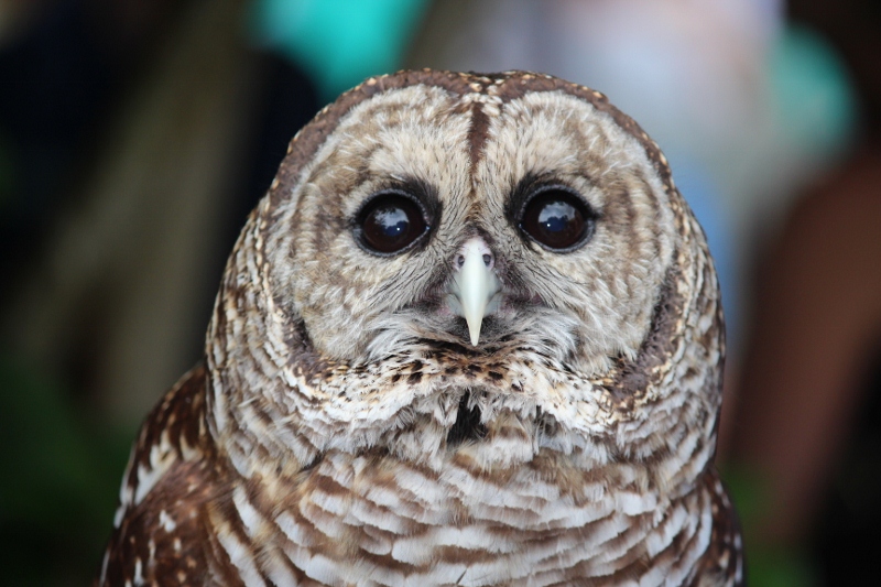 Family Fun in Pensacola Wildflife Sanctuary of NW FL