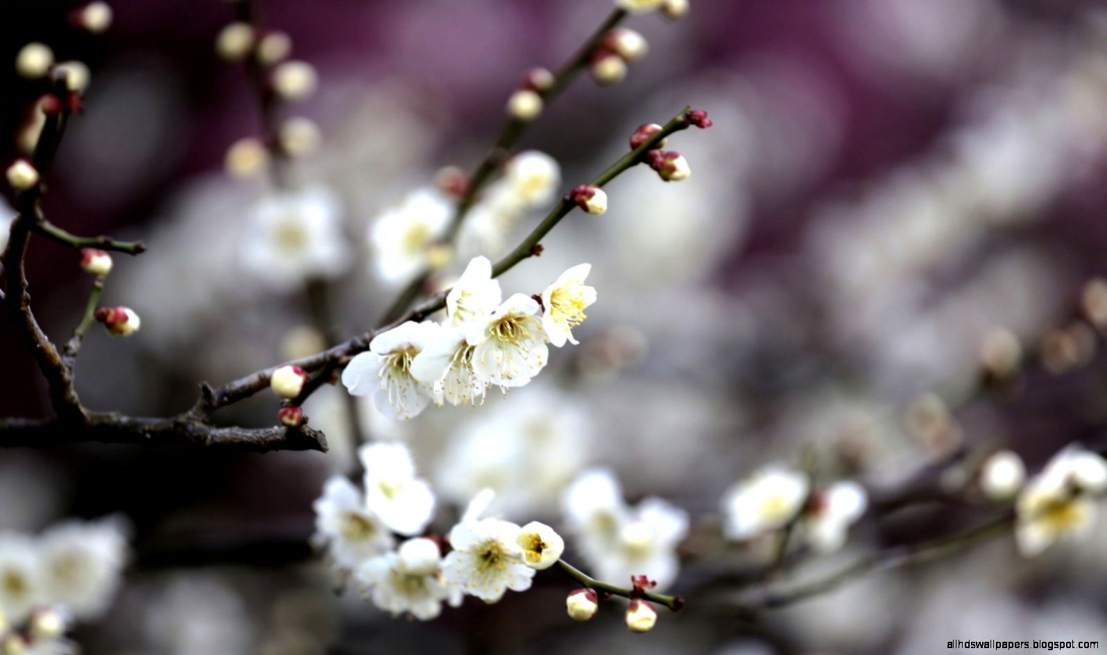 Cherry Blossom Wallpapers Exciting Cherry Blossom Wallpapers Exciting