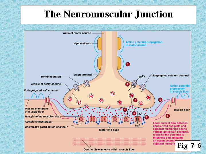 The neuromuscular junction connects the nervous system to the muscular syst...