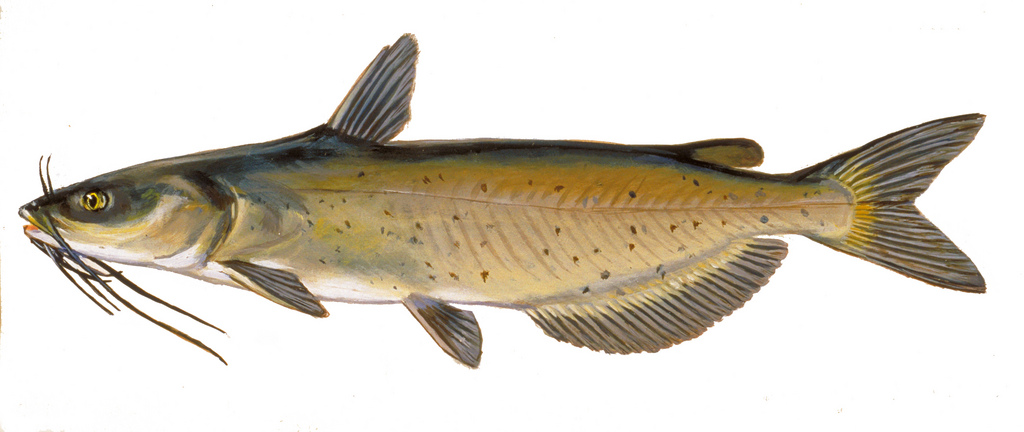 Peter Egan's Weblog: Chumming for Catfish