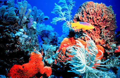 Barriere coralline finiranno prima del secolo