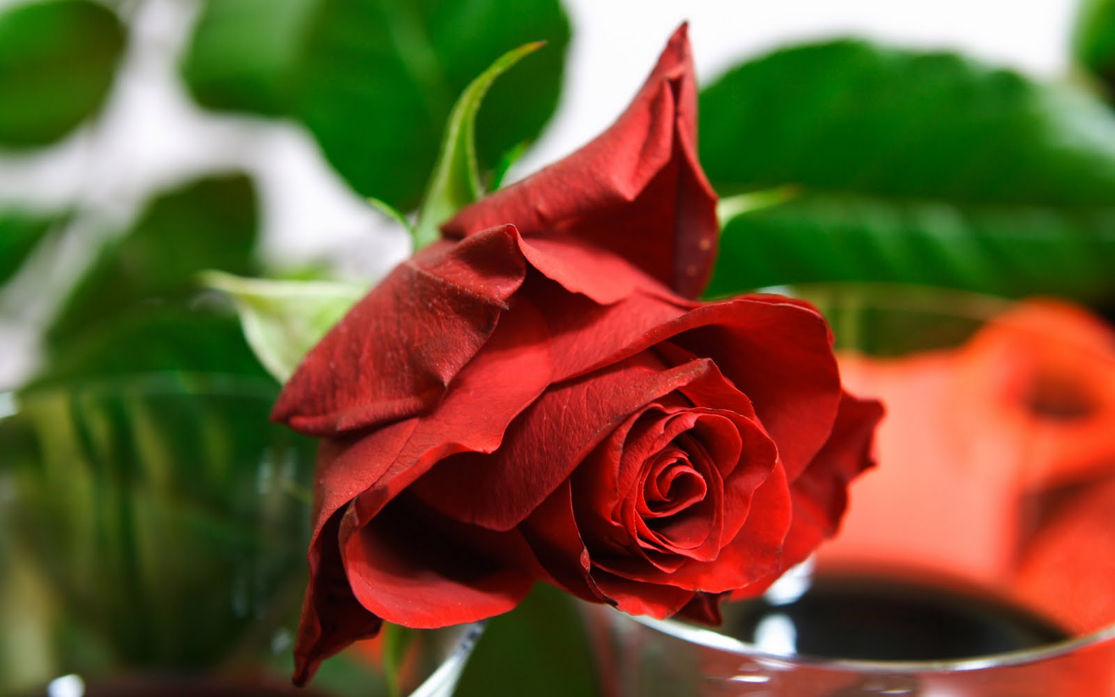 flower wallpaper of roses wallpaper flower wallpaper free flower wallpaper of roses wallpaper flower wallpaper free