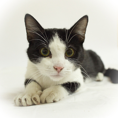 Cat and DOG Chat With Caren MICHIGAN HUMANE SOCIETY TO HOLD LOWCOST