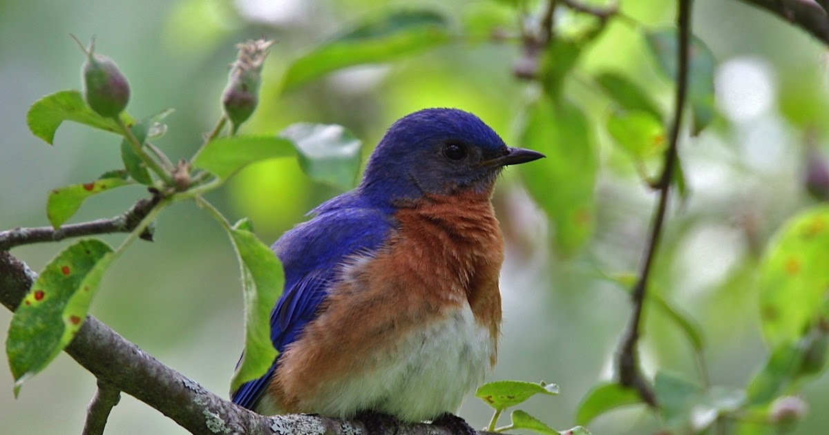 Downeast Audubon Conservation