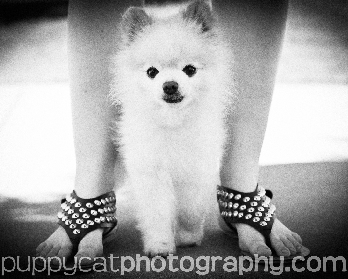 Puppycatandmouse/KimK Widmark Toy Pomeranian dog models the latest