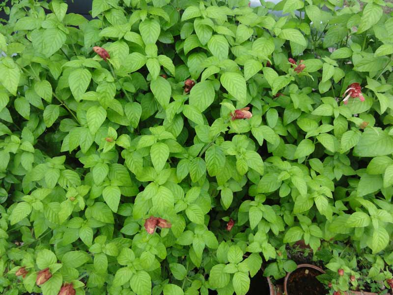 GoGardenNow The Gardening Blog Why aren't all my shrimp plants