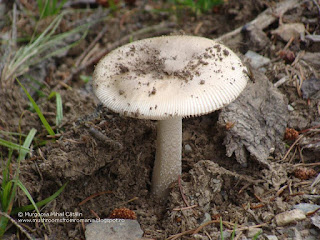 Amanita vaginata DSC124931