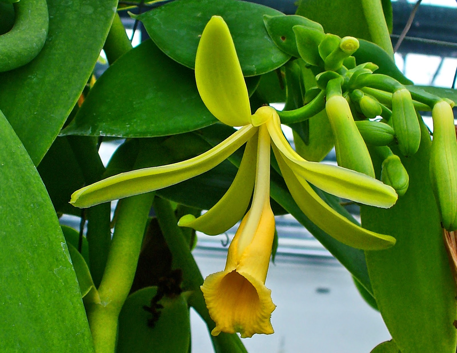 Budidaya Tanaman Vanili  Vanilla planifolia Andrews 