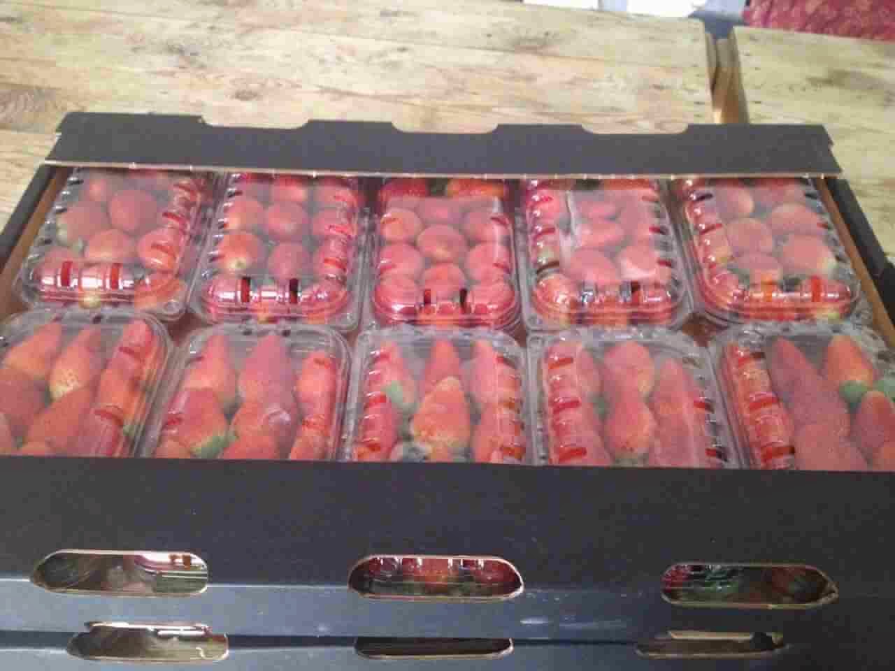Mudga Agriculture & Food Products suppliers Fresh strawberry suppliers