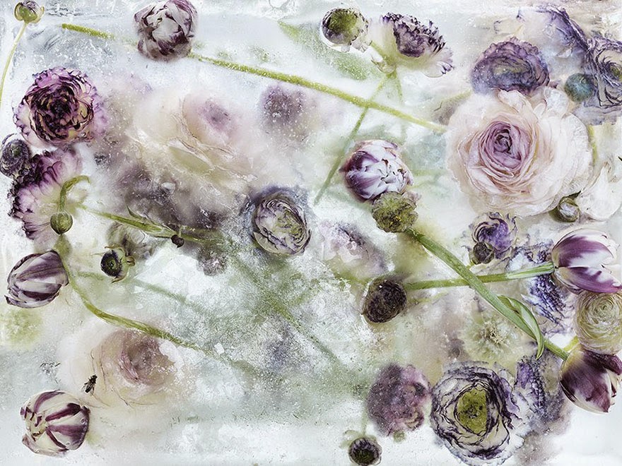 Photos of Flowers Frozen in Ice Blocks by Kenji Shibata FACT, INFORMATION, TRUTH