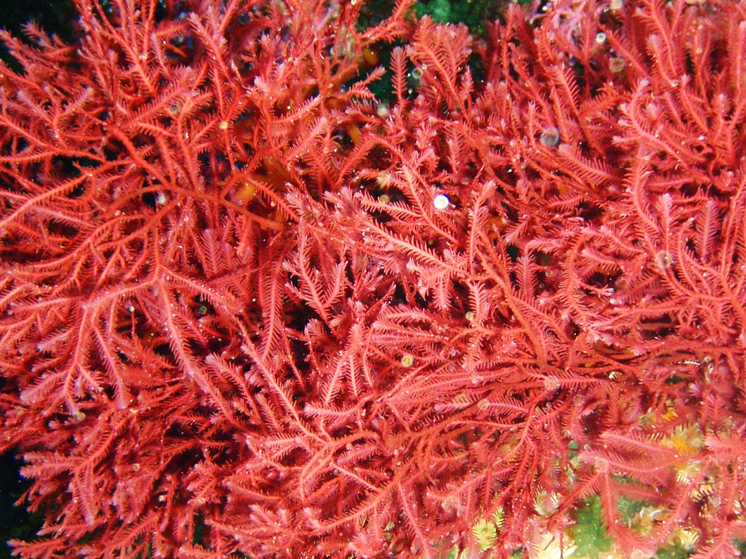 Is Carrageenan Gluten Free? Shocking Truth Revealed! - bc6y9na
