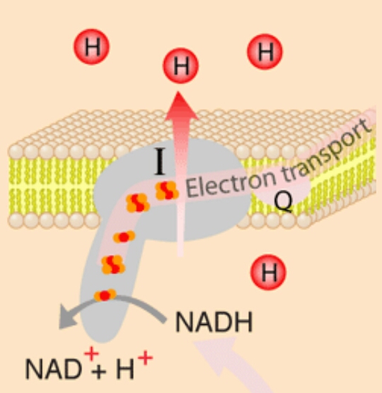 ELECTRON TRANSPORT CHAIN