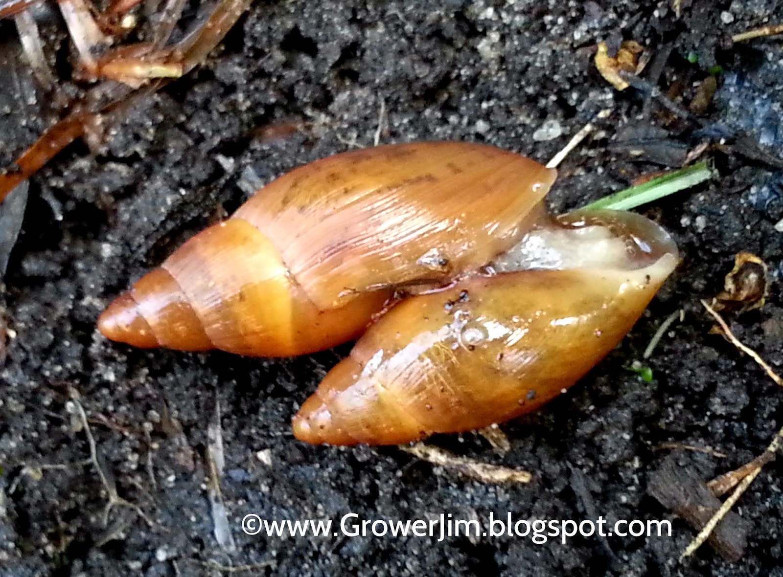 Garden Adventures Creature Feature the "good" snail
