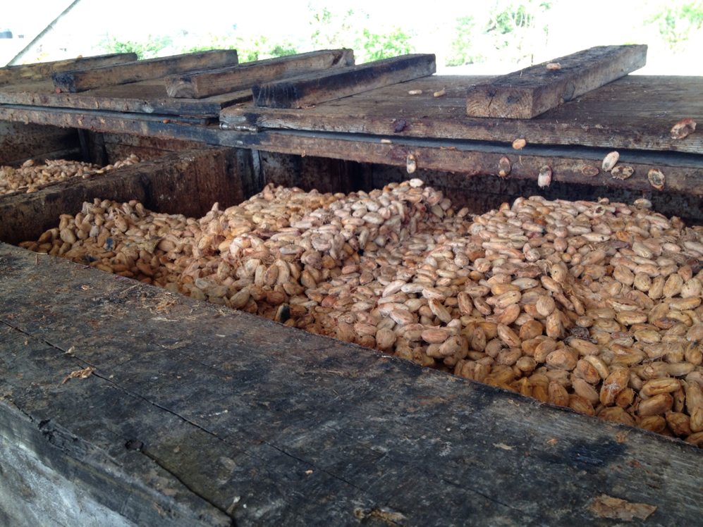 PROCESOS DEL CACAO SEGUIMOS APRENDIENDO SOBRE CHOCOLATE Magdalena