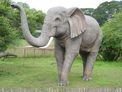 Elephant New Photos and Info The Wildlife Elephant New Photos and Info The Wildlife