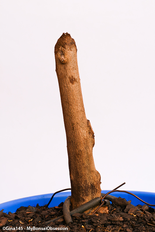 My Bonsai Obsession Trunk chops, when properly done, do work