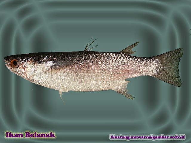 Gambar Ikan Barakuda - Gambar V