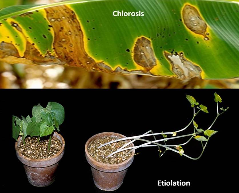 5 Differences between Chlorosis and Etiolation