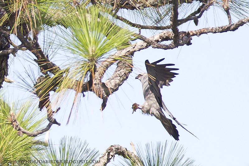Mississippi Kites and Lake Apopka Wildlife Drive Focusing on Wildlife