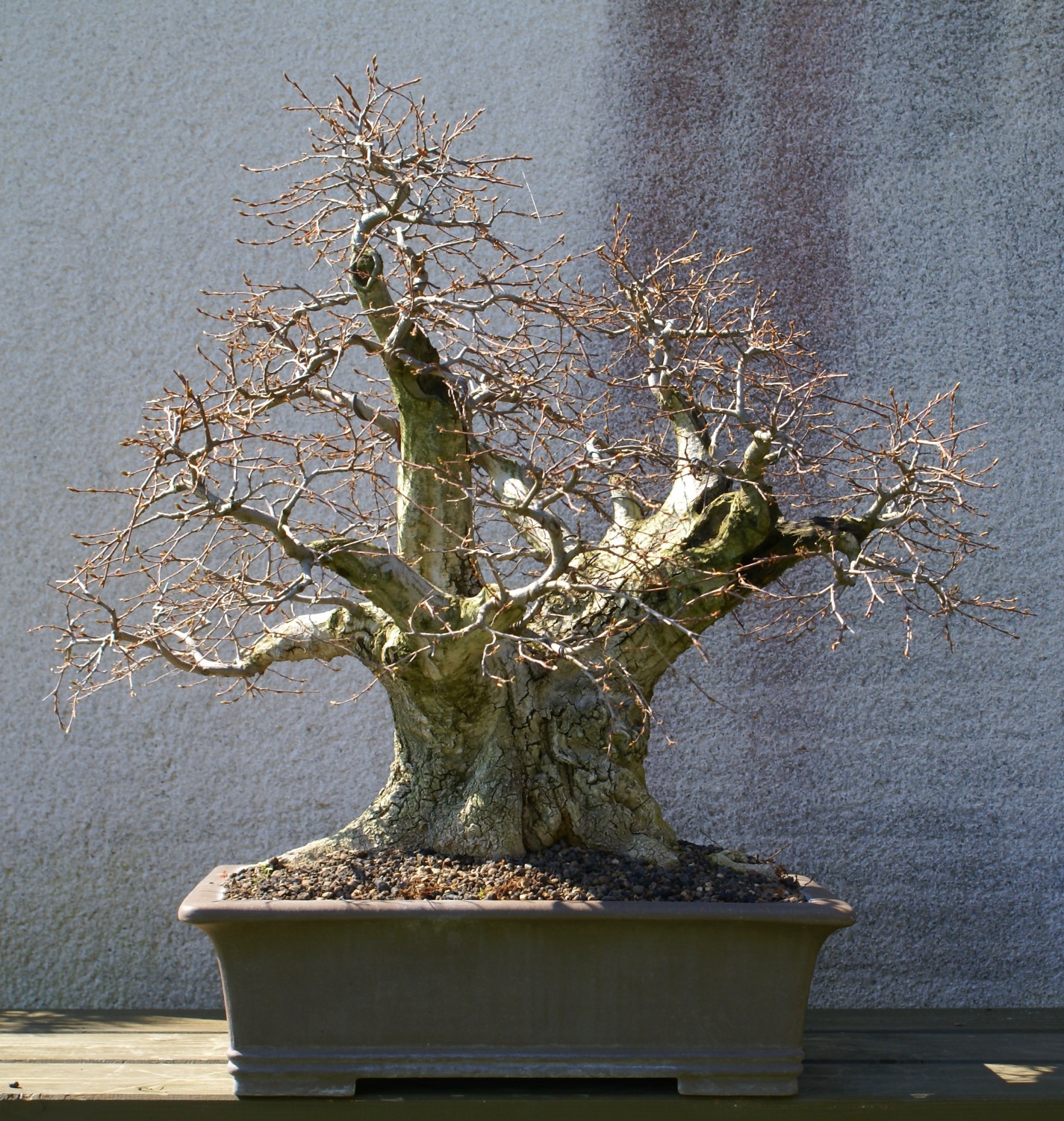gal bonsai blog Carpinus orientalis