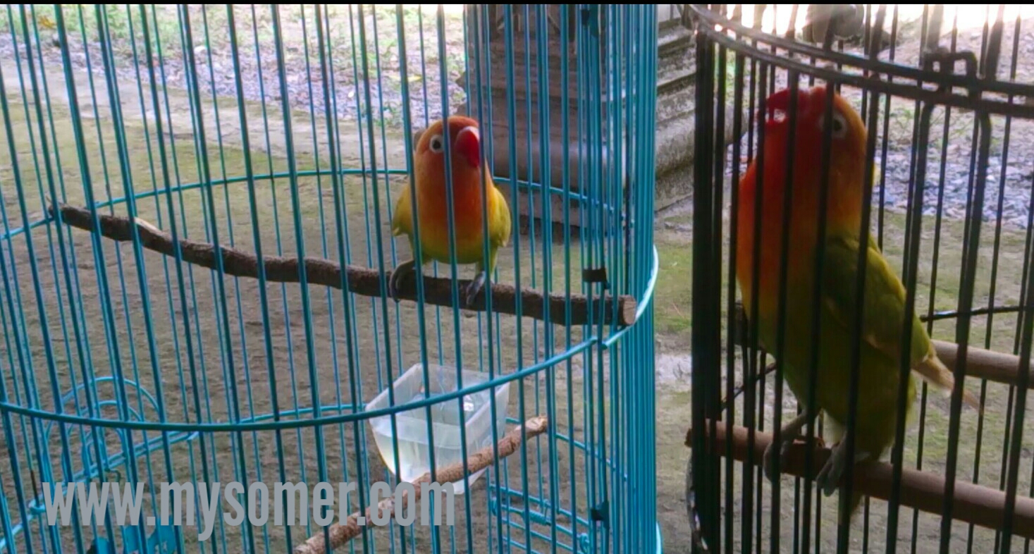 Tips Membuat Lovebird Cerewet Biography