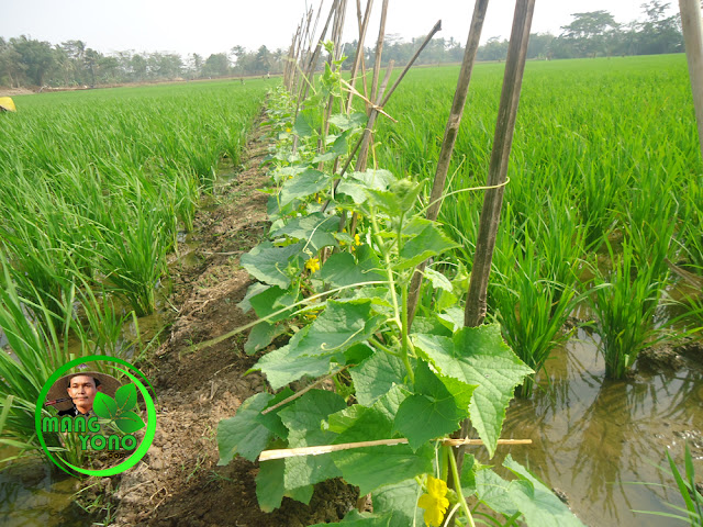 Menanam palawija dan sayuran di pematang sawah Menanam palawija dan sayuran di pematang sawah