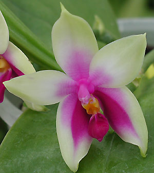 Bébés phalaenopsis Bellina-00