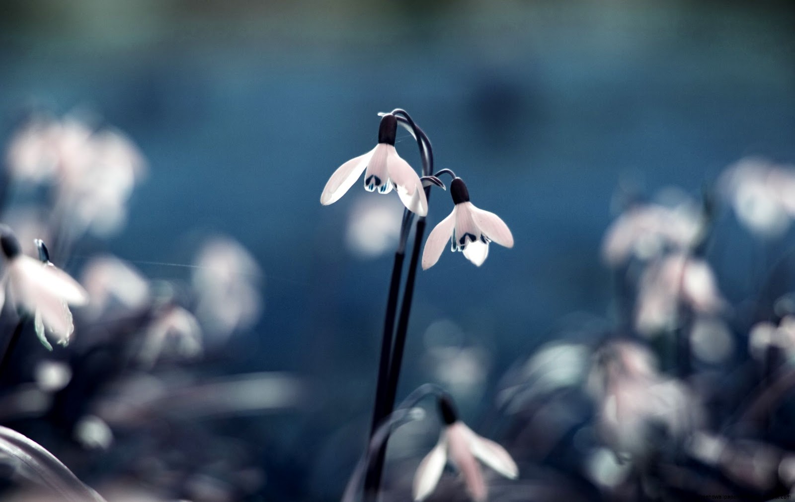 Snowdrop Flower