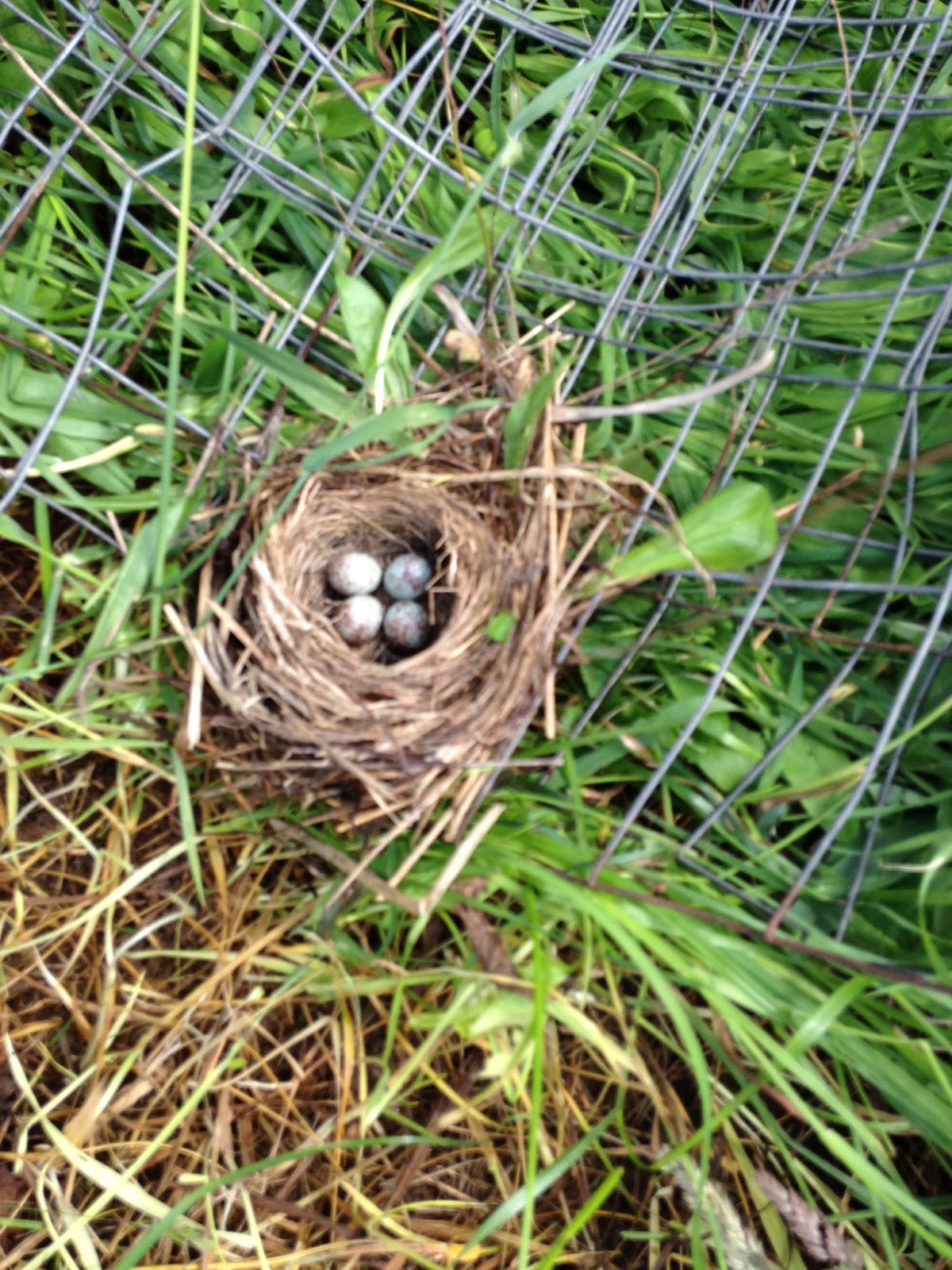 Fitzgerald's Family Farm: Skunks!