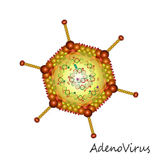 adenoviridae-www.healthnote25.com