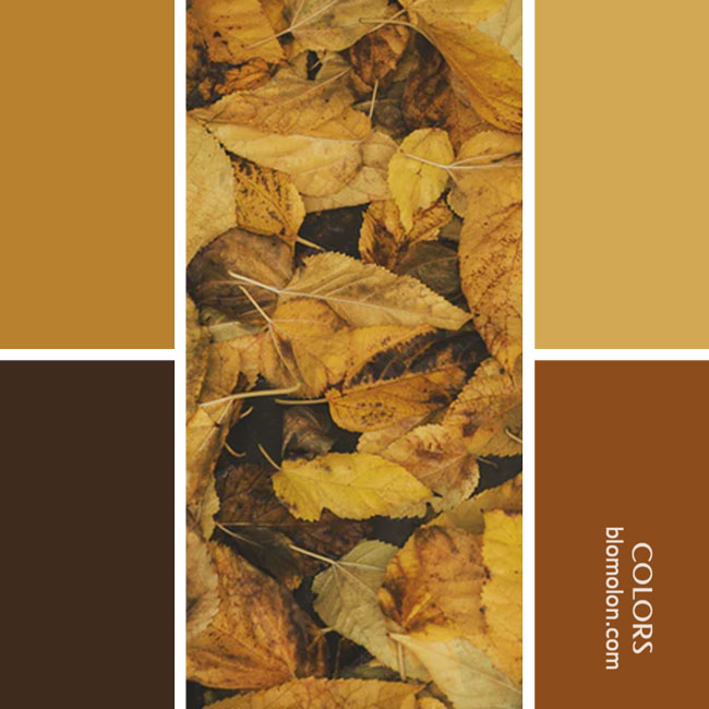 variedad en color combinacion 47 variedad_en_color_combinacion_47