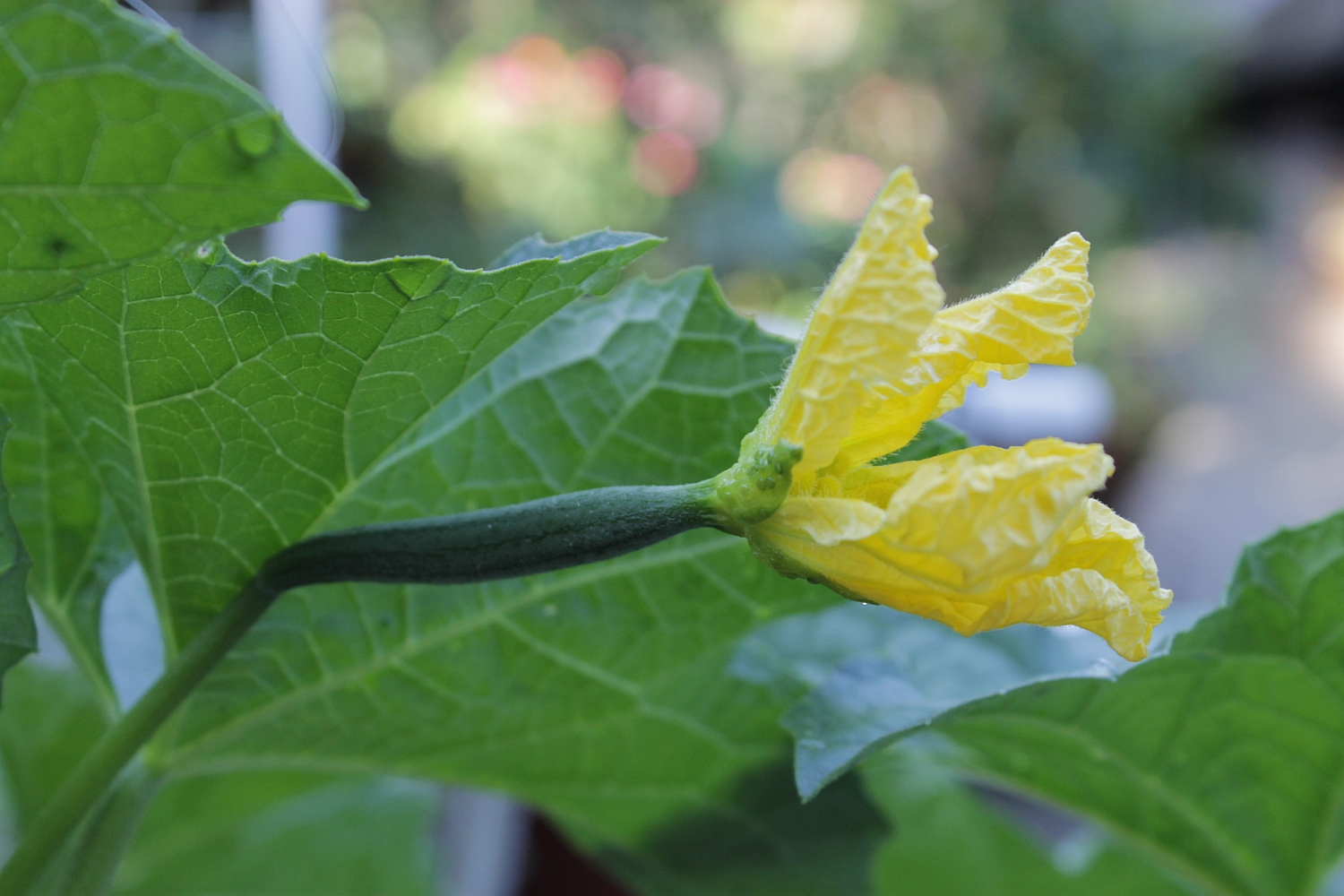 Liisa's Garden Journey Growing Luffa Loofah Lufah